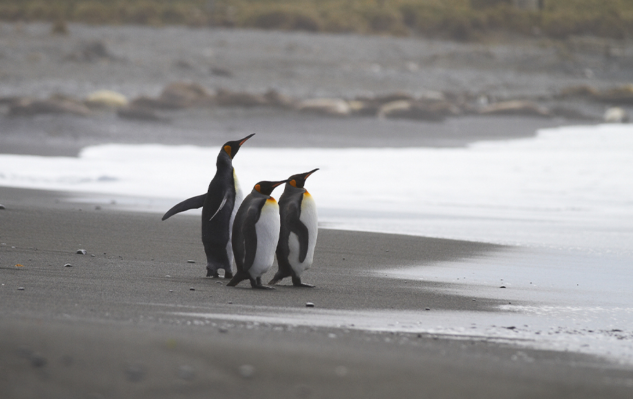 Penguins in Antarctica and the Ross Sea with Heritage Expeditions
