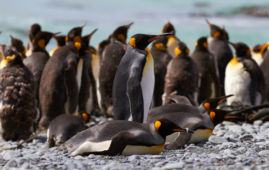 King Penguins in Antarctica and the Ross Sea with Heritage Expeditions