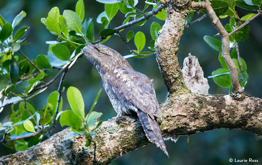 Papuan Frogmouth at the Daintree Rainforest