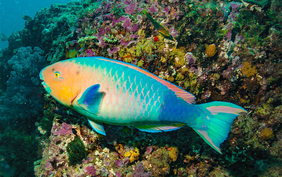 Fish at Ningaloo Reef
