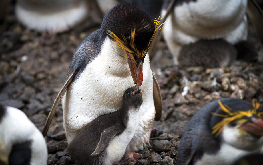 Maquarie Penguins in the Subantarctic Islands