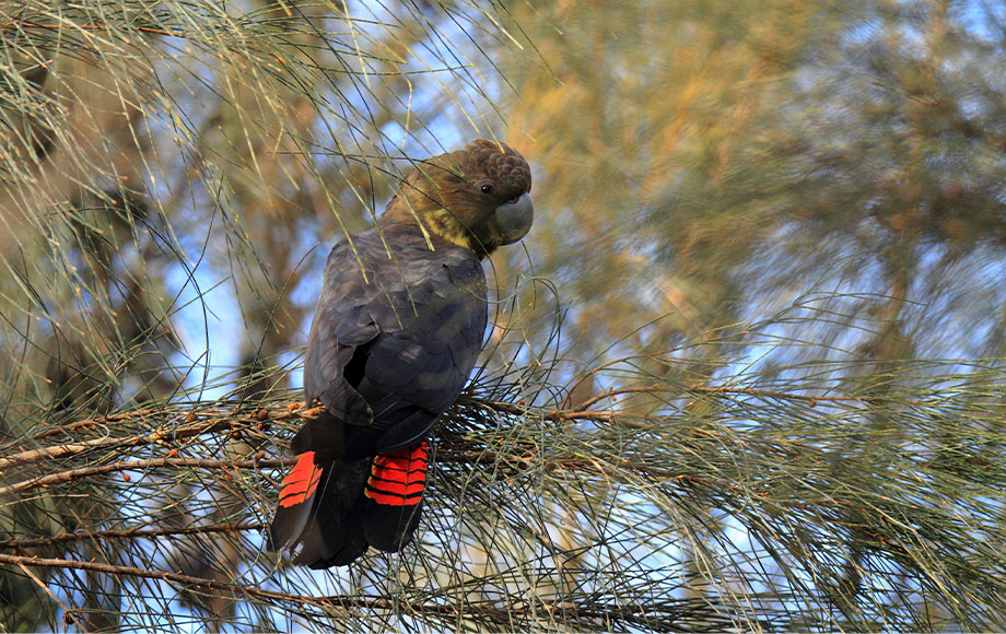 Glossy Black Cockatoo from kangaroo Island