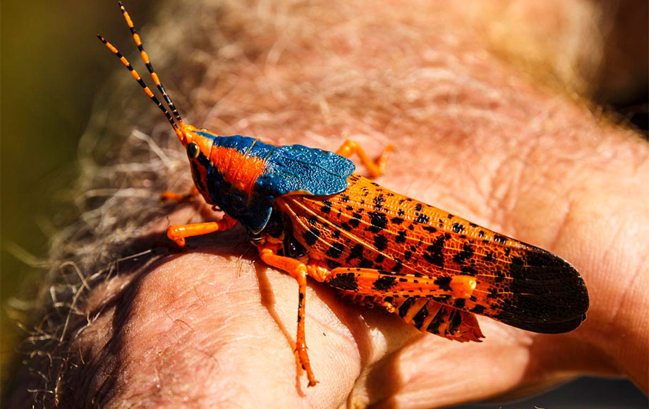 Leichhardt's grasshopper in Kakadu