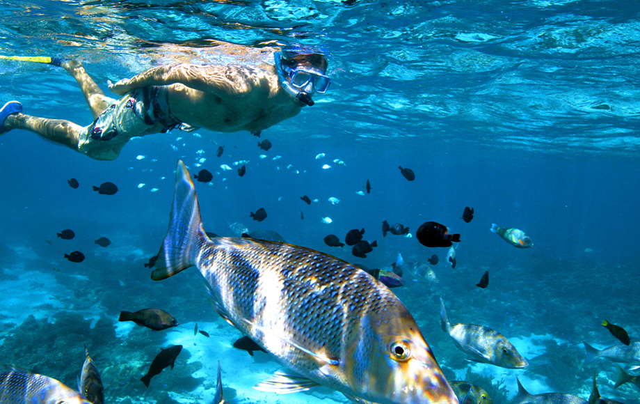 Snorkeling with whale sharks at Ningaloo Reef