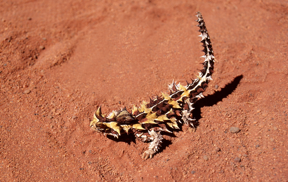 Thorny Devil at Northern Territory