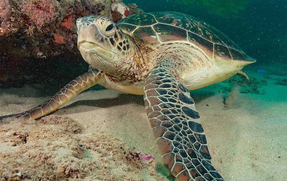 Sea Turtle at Ningaloo Reef