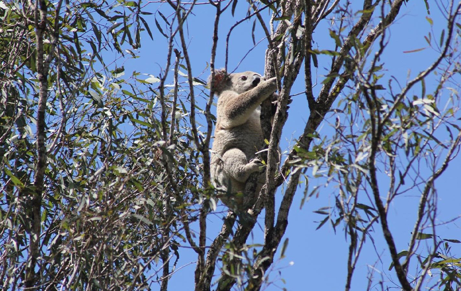 Koala at Spicers Peak Lodge