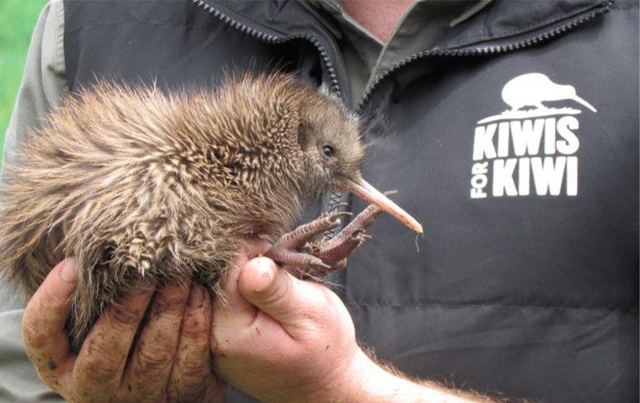 Endagered Kiwi in New Zealand