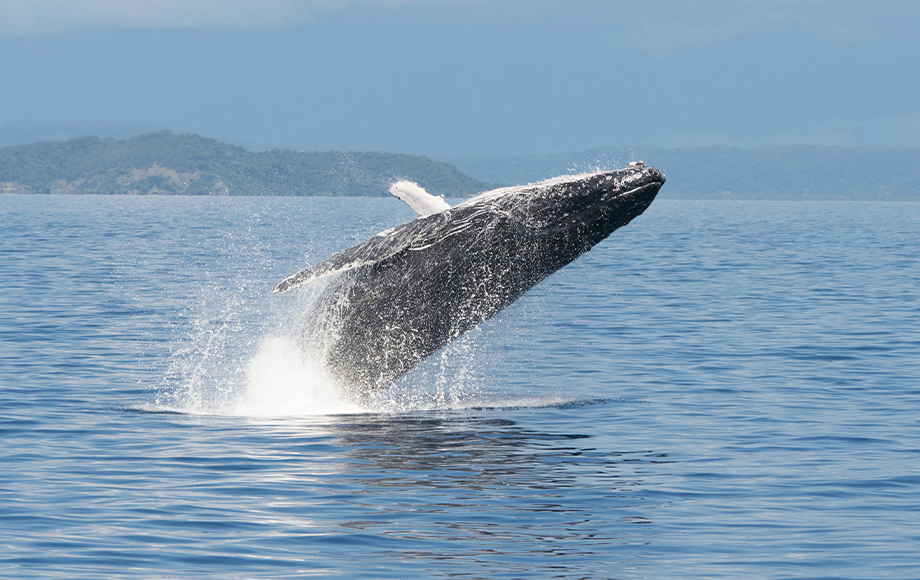 Whale breaching in Tropical North Queensland