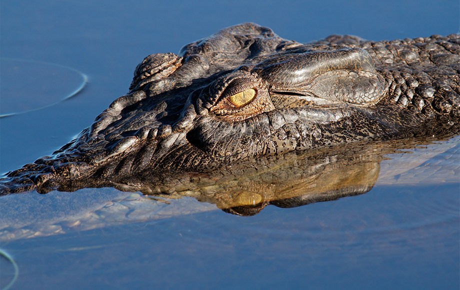 Salt Water Crocodile at Yellow Water Billabong in Kakadu
